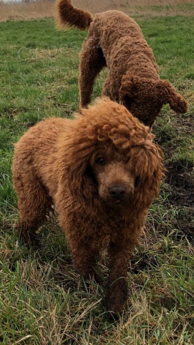 pudlov� �t���tka k adopci