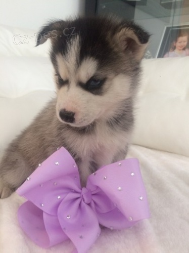 Kr�sn� samce a samice sibi�sk�ch husky �t��at