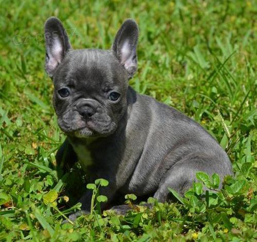 �T��ATA FRANCOUZSK�HO BULDO�KA