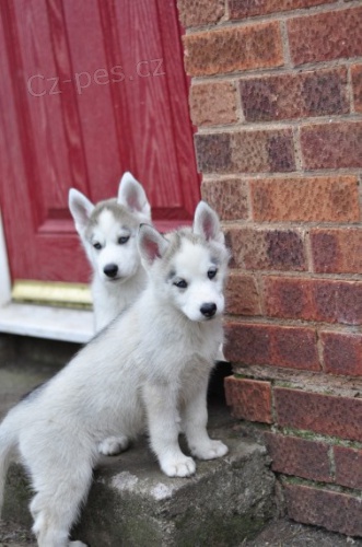 Sladk� sibi�sk� husky �t��ata