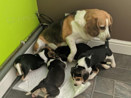 roztomil� �t��ata bigl