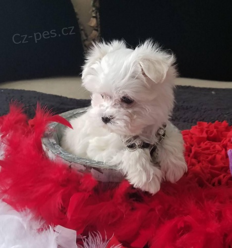 �t���tka Malt�z��ek s PP