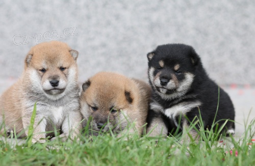 Koup�m �i p��jmu �t�n� shiba-inu