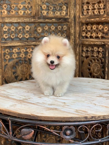 N�m. �pic  Pomeranian s PP. Fene�ka