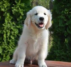 zlat� retr�vr �t��ata