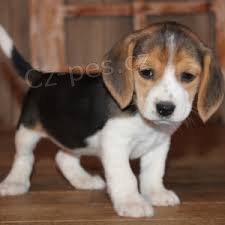 roztomil� beagle �t��ata