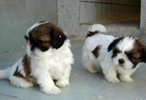 roztomil� �t��ata shih-tzu