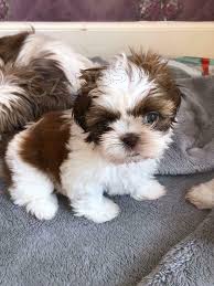 roztomil� �t��ata shih-tzu