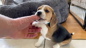 roztomil� beagle �t��ata