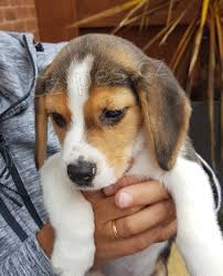 roztomil� beagle �t��ata
