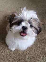 roztomil� �t��ata shih-tzu