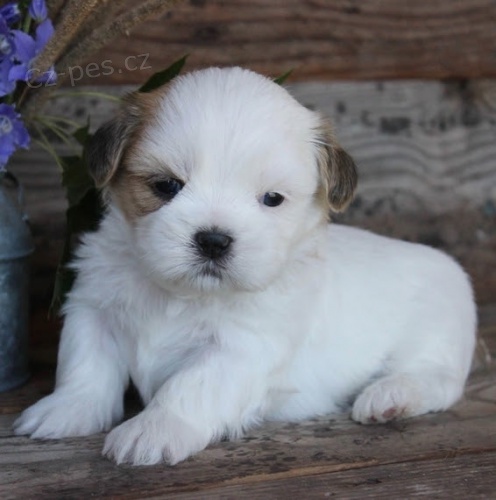  Shih-Tzu �t��atka (shi tzu, si-tzu, shitzu, si-cu)