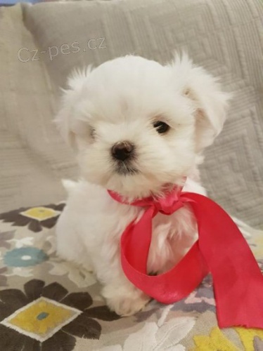 Malt�z�k, malt�zsk� ps�k fenka