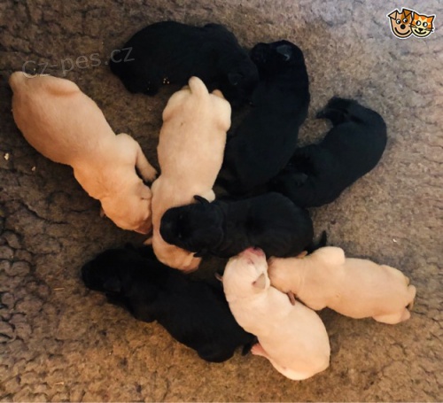 Labradorsk� retr�vr - �ten�tka s PP