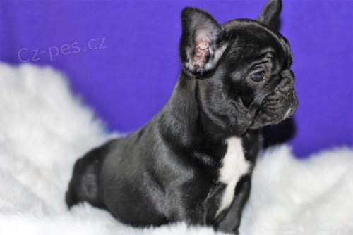 Francouzsk� buldo�ek - �ern� �t���tko