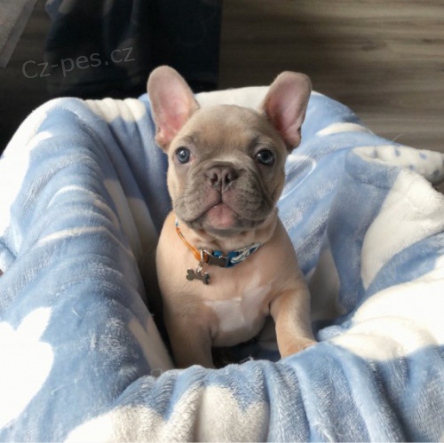 Francouzsky buldo�ek.