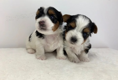 Jork�irsk� terier biewer bez pp 