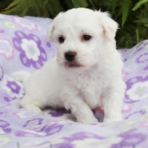 BICHON FRISE - BI�ONEK s PP