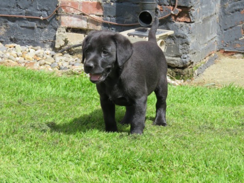 Labradorsk� retr�vr