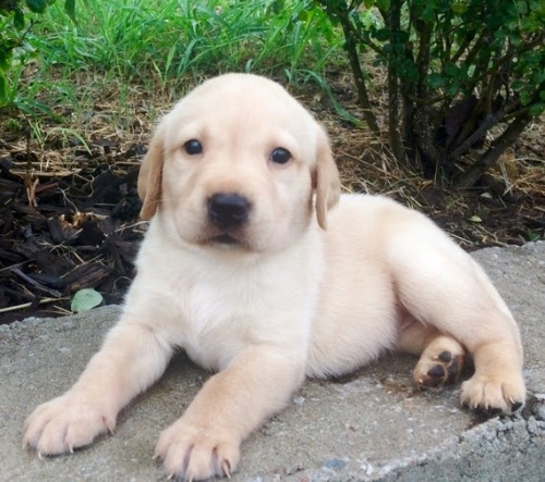 Labradorsk� retr�vr /retriever x 