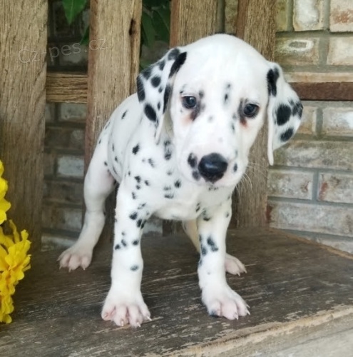 Kr�sn� dalmatsk� �t���tka