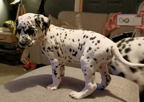 Rodokmen dalmatsk�ch �t��at