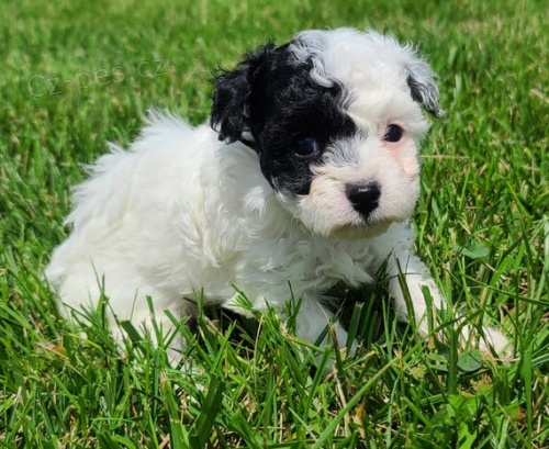 Kr�sn� �t���tka pudla