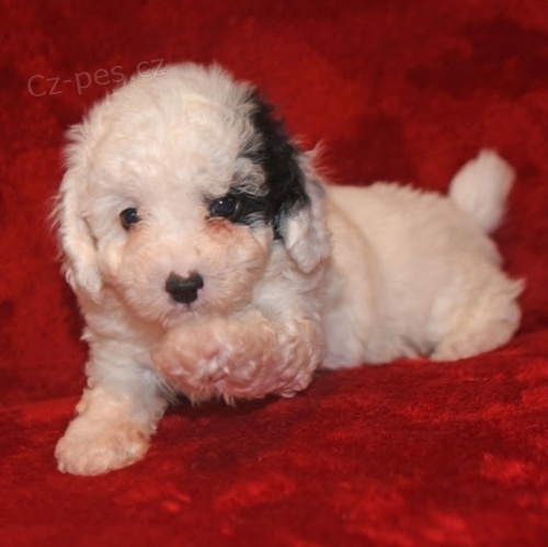 Pudlov� �t��ata