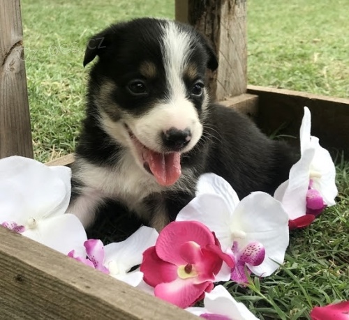 Kr�sn� o�kovan� border kolie