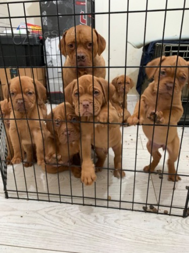 Kr�sn� o�kovan� �t��ata bordeaux