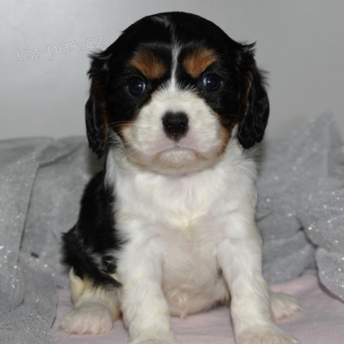 Zdrav� �t���tka King Charles Spaniel jsou k dispozici