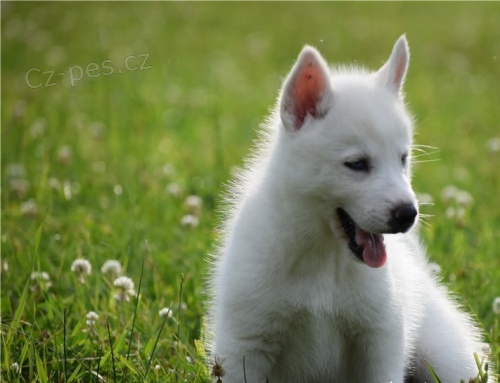 velkolep� sibi�sk� husky
