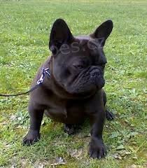 M�me kr�sn� a velmi inteligentn� 70denn� �t��ata francouzsk�ho buldo�ka, zdrav� psy a fenu pro v�ce informac� kontakt s va��m ��slem whatsapp