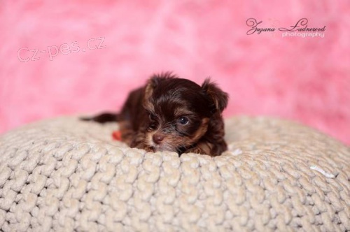 York��rkov� s PP