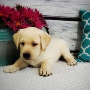 ��asn� labradorsk� retr�vr