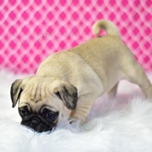 roztomil� mops �t��ata