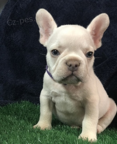 Francouzsk� buldo�ek 