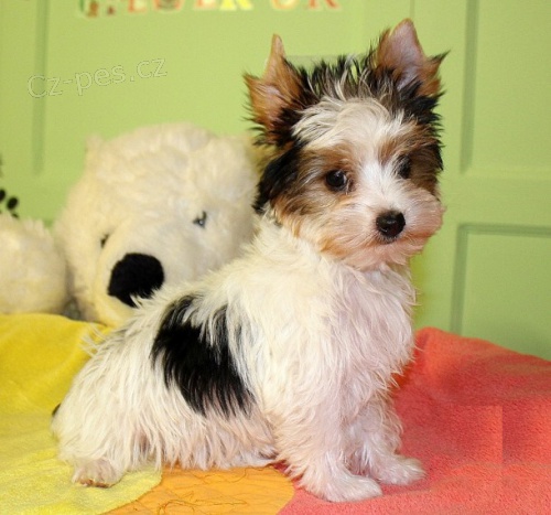 Jork��rsk� teri�r s PP / york�hirsk� teri�r s PP