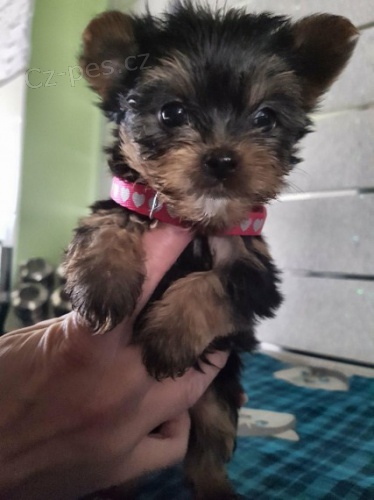 Jork�irsk� terier s PP/FCI 