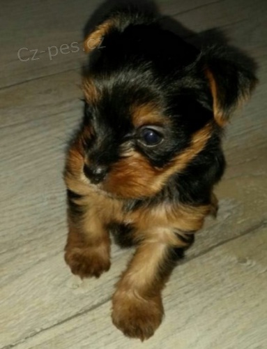 Jork�irsky teri�r mini