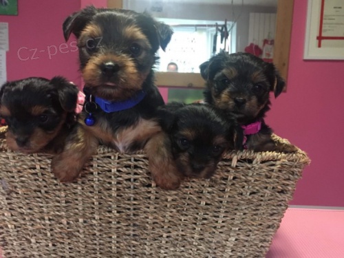 Jork��rsk� teri�r