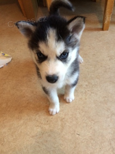 Sib�rsky husky s PP