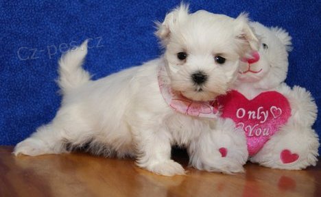 maltsk� �t���tka