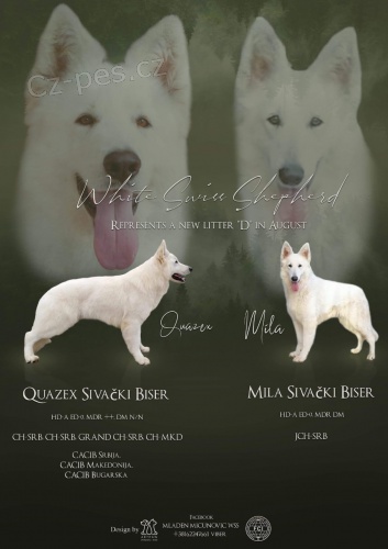 �te�at� bieleho �vaj�iarskeho ov�iaka