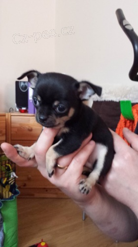 �t���tko �ivavy