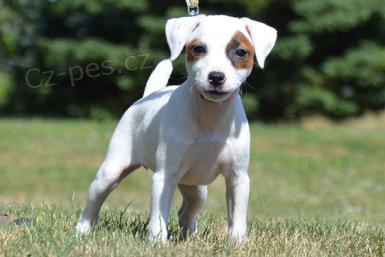 �t��ata Jack Russell teri�r