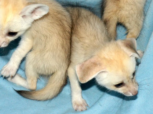 Hrav� ko�ata Fennec Foxes jsou p�ipravena vyrazit hned