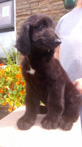 Afgh�nsk� �t��ata Dva hezc� chlapci, kte�� tam tou�� nav�dy v rodin� Jsou pln� o�kovan� mikro�ipem Ble�� ml�d� aktu�ln� Oba rodi�e