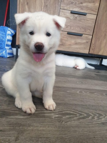 Americk� akita �t��ata. M�me 5 naprosto ��asn�ch americk�ch �t��at Akita na prodej. M�me 1 �ern�ho mu�e, 1 b�l�ho mu�e a 3 b�l� �eny.