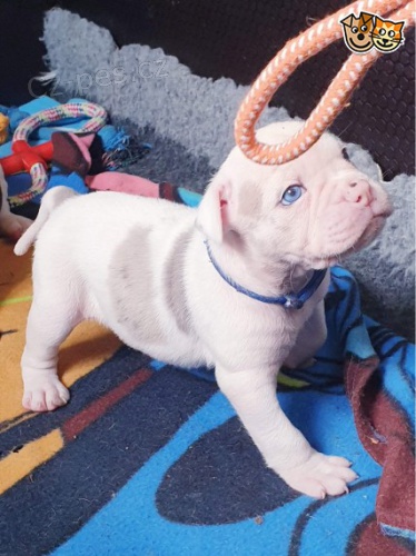 Diamond alapaha buldoci Posledn� vrh P��m� zpr�va o dostupnosti